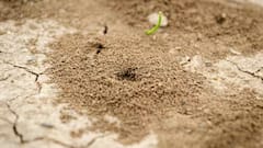 Termite Crop Tips: આ ટિપ્સ અજમાવશો તો ખેતી પાકમાં ક્યારેય નહીં લાગે ઉધઈ, જાણો કઈ રીતે બચશે નુકસાન ?