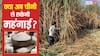 चीनी पर सरकार टेंशन में क्यों? स्टॉक भरपूर फिर क्यों अपनाया प्रोटेक्शन मोड? जानें निर्यात बैन की वजह