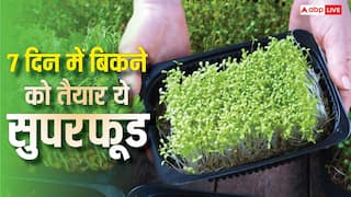 सिर्फ 7 दिन में तैयार हो जाता है ये सुपरफूड, बाजार में है बंपर डिमांड