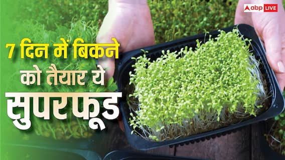 सिर्फ 7 दिन में तैयार हो जाता है ये सुपरफूड, बाजार में है बंपर डिमांड सिर्फ 7 दिन में तैयार हो जाता है ये सुपरफूड, बाजार में है बंपर डिमांड