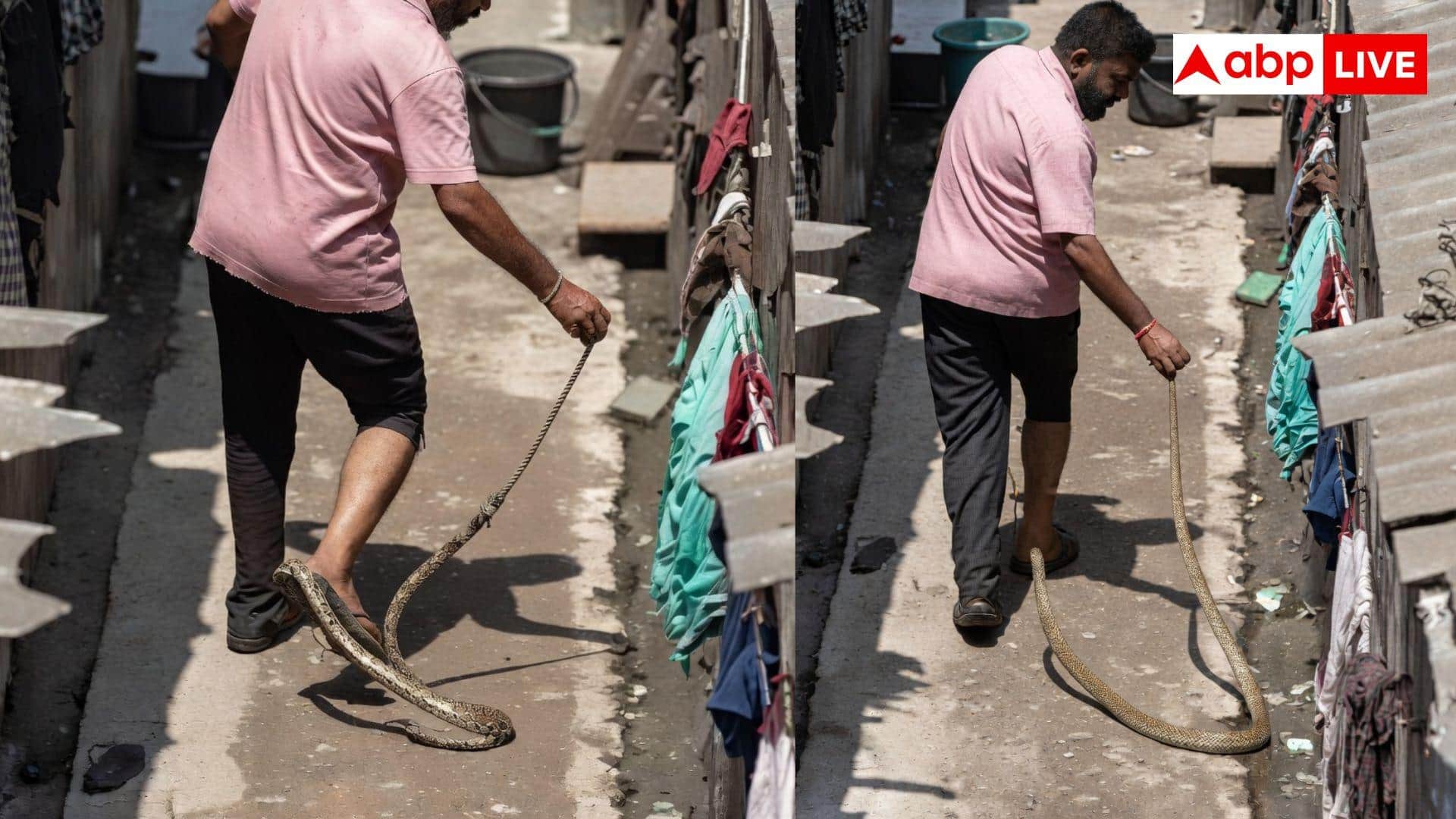 Snake Catching Viral Video: नागराज को काबू करने चला था युवक, एक ही फुफकार में बन गया शिकार; खौफनाक वीडियो वायरल
