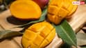 Mango Storage Tips: क्या फ्रिज में रखने चाहिए आम? जानें इन्हें स्टोर करने का बेस्ट तरीका