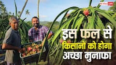 रेतीली मिट्टी में उगायें लाल फल, ये तकनीक बदल देगी किस्मत, किसान भाई जानें तरीका