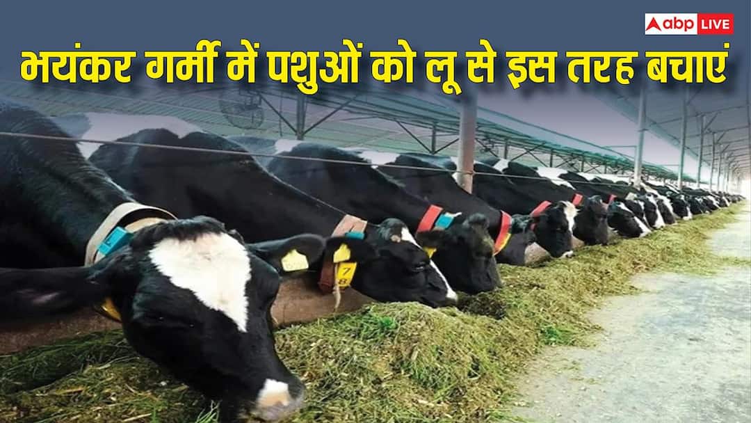 बढ़ती गर्मी में आपके पशुओं को भी लग सकती है लू, पुशपालक ऐसे करें बचाव बढ़ती गर्मी में आपके पशुओं को भी लग सकती है लू, पुशपालक ऐसे करें बचाव