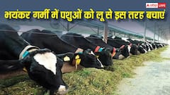 बढ़ती गर्मी में आपके पशुओं को भी लग सकती है लू, पुशपालक ऐसे करें बचाव
