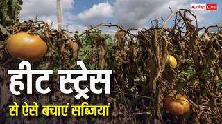 खेत में लगी सब्जियां न हो जाएं हीट-स्ट्रेस का शिकार, ऐसे रखें फसलों का ख्याल