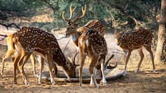 Wildlife Protection Rules: Wildlife Sanctuary और नेशनल पार्क में क्या होता है अंतर? यहां जान लीजिए