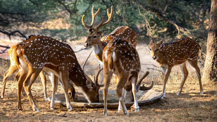 वाइल्डलाइफ सेंचुरी यानी ऐसा सुरक्षित जंगल क्षेत्र, जहां जानवरों और पक्षियों को उनके प्राकृतिक माहौल में सुरक्षित रखा जाता है. यहां उनका शिकार करना या उन्हें नुकसान पहुंचाना पूरी तरह मना होता है. इसका मुख्य उद्देश्य खास वन्यजीवों की सुरक्षा करना होता है, ताकि वे बिना डर के रह सकें. यहां कुछ शर्तों के साथ लोगों को आने-जाने की अनुमति मिल सकती है. साथ ही भारत में इस समय 567 वाइल्डलाइफ सेंचुरी मौजूद हैं.