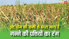 गन्ने की पत्तियों पर दिख रही हैं पीली-सफेद धारियां तो न करें नजरअंदाज, इस चीज की हो सकती है कमी