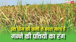 गन्ने की पत्तियों पर दिख रही हैं पीली-सफेद धारियां तो न करें नजरअंदाज, इस चीज की हो सकती है कमी