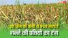 गन्ने की पत्तियों पर दिख रही हैं पीली-सफेद धारियां तो न करें नजरअंदाज, इस चीज की हो सकती है कमी