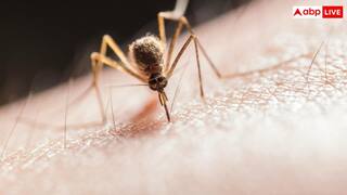 Dengue Recovery Diet: अभी-अभी डेंगू से ठीक हुए हैं तो ऐसी रखें डाइट, फटाफट होगी रिकवरी