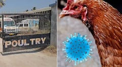 नंदुरबारच्या नवापूरमधील 9 पोल्ट्री फार्ममध्ये बर्ड फ्ल्यूचा उद्रेक! केंद्रीय पशुसंवर्धन विभागाकडून पुन्हा पाहणी दौरा, तब्बल 4 लाख 4 हजार कोंबड्यांचे कलिंग