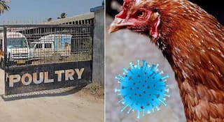 Nandurbar Bird Flu : नंदुरबारच्या नवापूरमध्ये बर्ड फ्ल्यूचा उद्रेक! केंद्रीय पशुसंवर्धन विभागाकडून पुन्हा पाहणी दौरा, तब्बल 4 लाख 4 हजार कोंबड्यांचे कलिंग