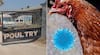 Nandurbar Bird Flu : नंदुरबारच्या नवापूरमध्ये बर्ड फ्ल्यूचा उद्रेक! केंद्रीय पशुसंवर्धन विभागाकडून पुन्हा पाहणी दौरा, तब्बल 4 लाख 4 हजार कोंबड्यांचे कलिंग