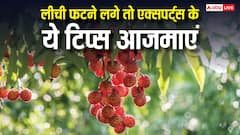 मौसम के उतार-चढ़ाव से फटने लगी है पेड़ में लगी लीची, एक्सपर्ट से जानें अब क्या करें किसान?