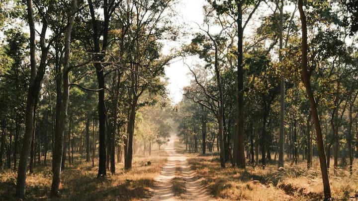 वहीं नेशनल पार्क का दायरा थोड़ा बड़ा माना जाता है. यहां सिर्फ जानवर ही नहीं, बल्कि पूरे जंगल, पेड़-पौधे, जमीन और वहां के पूरे प्राकृतिक माहौल को सुरक्षित रखा जाता है. नेशनल पार्क में नियम ज्यादा सख्त होते हैं और यहां लोगों की गतिविधियों पर काफी रोक रहती है. साथ ही कई जगहों पर बिना अनुमति प्रवेश भी नहीं मिलता. वही भारत में अभी कुल 106 नेशनल पार्क हैं.