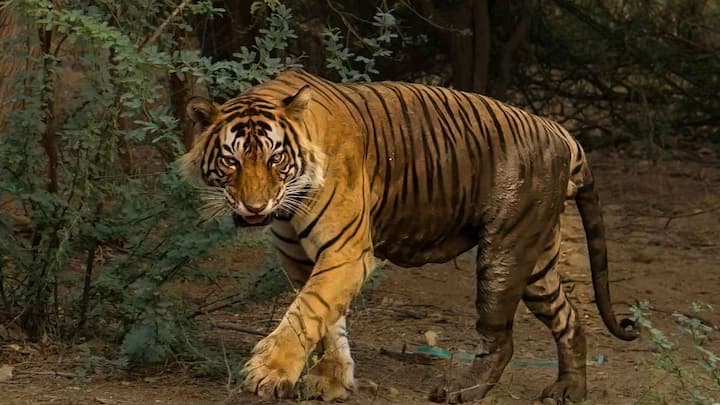 वाइल्डलाइफ सेंचुरी में खास जानवरों की प्रजातियों को बचाने पर ज्यादा ध्यान दिया जाता है. वहीं नेशनल पार्क पूरे इकोसिस्टम यानी जंगल के हर हिस्से को सुरक्षित रखने का काम करता है. साथ ही इसमें जानवरों के साथ पेड़-पौधे, नदी, पहाड़ और जमीन भी शामिल होते हैं. इसी वजह से नेशनल पार्क को ज्यादा संरक्षित क्षेत्र माना जाता है.