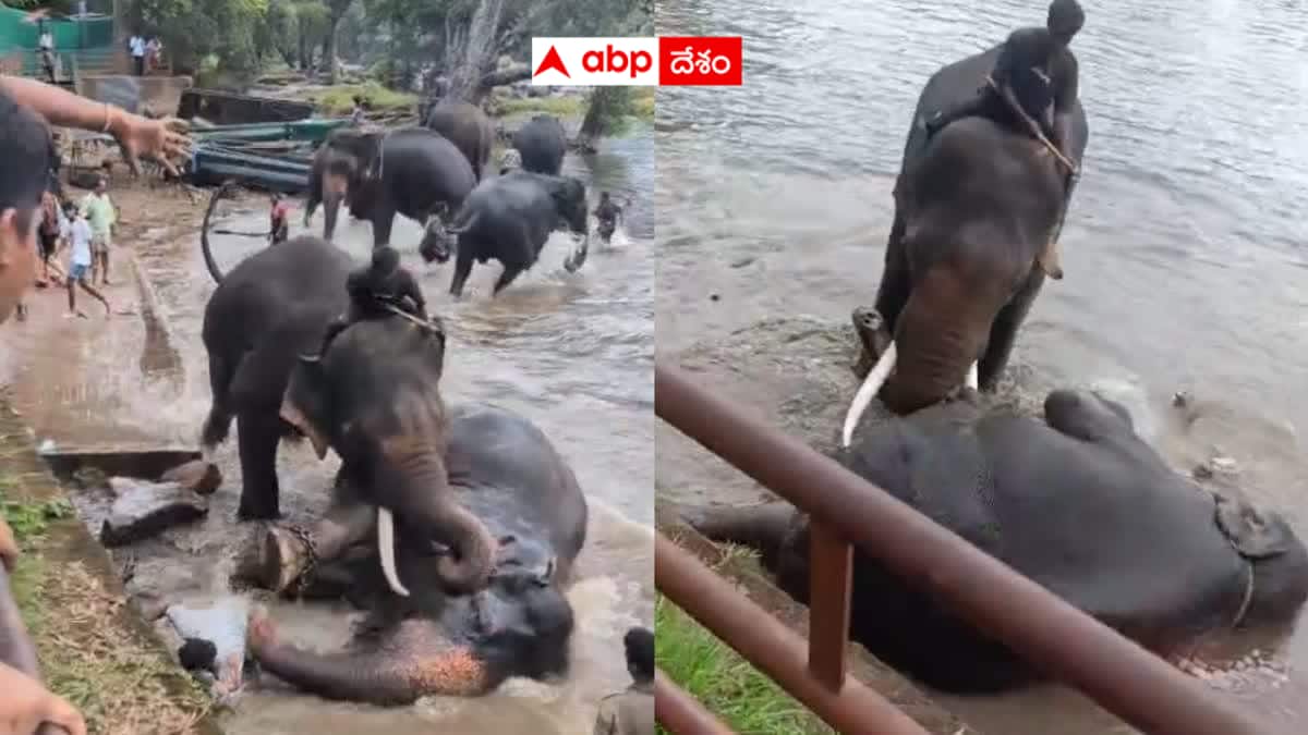 Elephan tAttack: ఏనుగుల గొడవలో నలిగిపోయిన పర్యాటకురాలు - కర్ణాటకలో ఘోర విషాదం