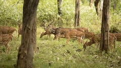 Wildlife Protection Rules: વન્યજીવન અભયારણ્ય અને રાષ્ટ્રીય ઉદ્યાન વચ્ચે શું છે તફાવત? જાણો વિગતે