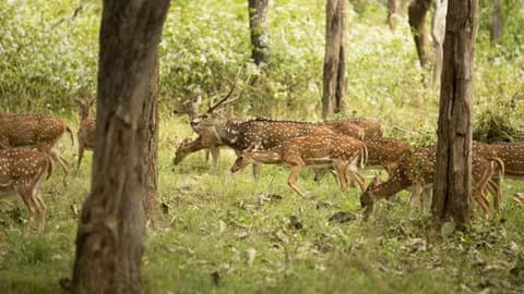 જ્યારે નેશનલ પાર્ક (રાષ્ટ્રીય ઉદ્યાન) નો વ્યાપ થોડો મોટો માનવામાં આવે છે. અહીં માત્ર પ્રાણીઓ જ નહીં, પરંતુ સમગ્ર જંગલ, વનસ્પતિ, જમીન અને ત્યાંના સમગ્ર કુદરતી વાતાવરણને સુરક્ષિત રાખવામાં આવે છે. નેશનલ પાર્કમાં નિયમો વધુ કડક હોય છે અને અહીં લોકોની ગતિવિધિઓ પર ઘણો પ્રતિબંધ હોય છે. ઘણી જગ્યાએ પરવાનગી વગર પ્રવેશ પણ મળતો નથી. હાલમાં ભારતમાં કુલ 106 નેશનલ પાર્ક છે.