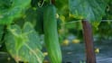 May Seasonal Vegetables: मई के महीने में जरूर खानी चाहिए ये 10 मौसमी सब्जियां, सेहत को मिलता है बंपर फायदा