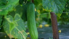 May Seasonal Vegetables: मई के महीने में जरूर खानी चाहिए ये 10 मौसमी सब्जियां, सेहत को मिलता है बंपर फायदा