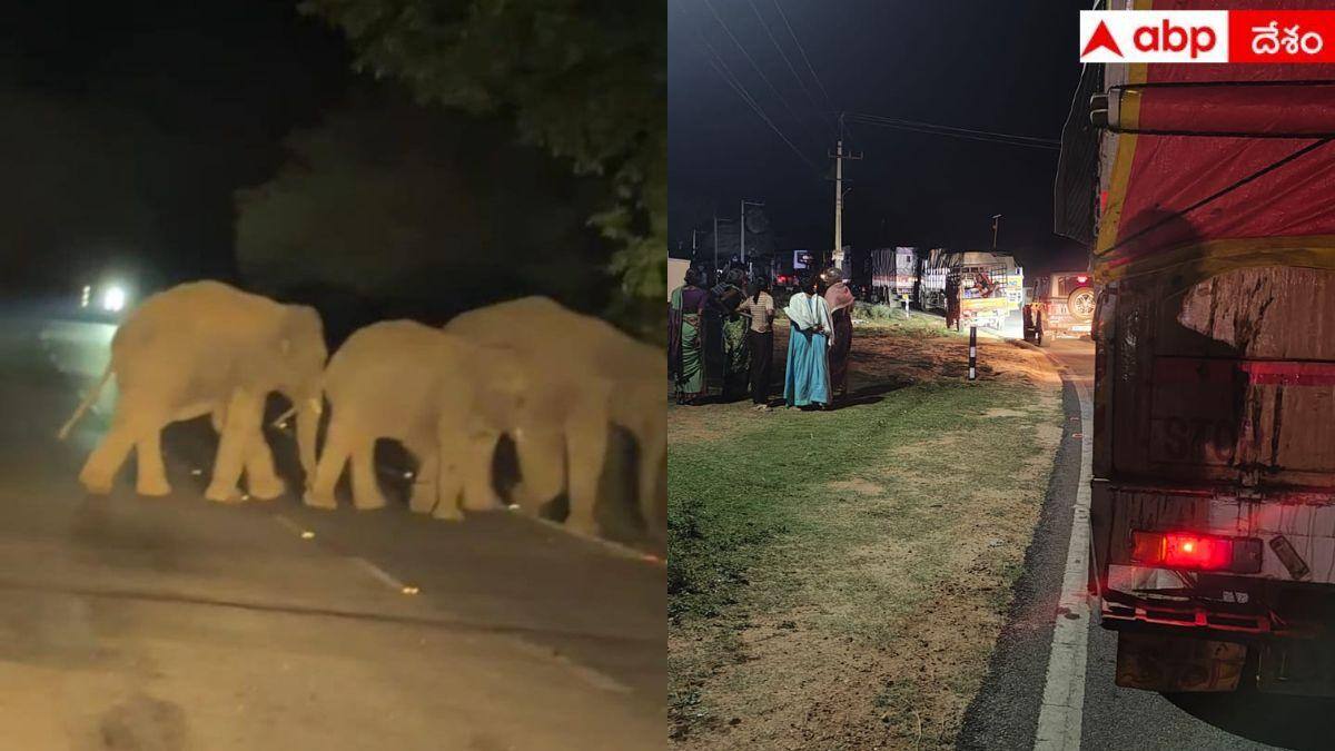Viral News: చంద్రగిరిలో ఘాట్ రోడ్డుపై ఏనుగుల గుంపు కలకలం.. రంగంలోకి దిగిన ఎమ్మెల్యే పులివర్తి నాని