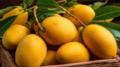 Mango Storage Tips : ਕੀ ਅੰਬ ਫ੍ਰਿਜ 'ਚ ਰੱਖਣੇ ਚਾਹੀਦੇ ਹਨ ? ਜਾਣੋ ਸਹੀ ਤਰੀਕਾ