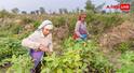 PM kisan 23rd Installment Date: किसान निधि की 23वीं किस्त आपके खाते में आएगी या नहीं? ऐसे चेक करें अपना स्टेटस