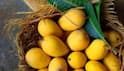 Mango Storage Tips : ਕੀ ਅੰਬ ਫ੍ਰਿਜ 'ਚ ਰੱਖਣੇ ਚਾਹੀਦੇ ਹਨ ? ਜਾਣੋ ਸਹੀ ਤਰੀਕਾ