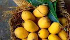 Mango Storage Tips : ਕੀ ਅੰਬ ਫ੍ਰਿਜ 'ਚ ਰੱਖਣੇ ਚਾਹੀਦੇ ਹਨ ? ਜਾਣੋ ਸਹੀ ਤਰੀਕਾ