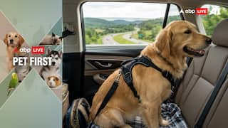 ABP Live Pet First: Taking Your Dog On A Trip? Easy Travel Tips To Make Journey Safe And Comfortable