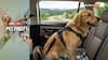 ABP Live Pet First: Taking Your Dog On A Trip? Easy Travel Tips To Make Journey Safe And Comfortable