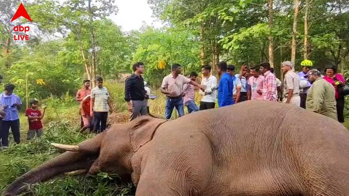 স্থানীয় সূত্রে জানা গেছে, গড় শালবনীর 'কৌশলা হেরিটেজ' নামের একটি ফলের বাগানে বুধবার সকালে একটি পূর্ণবয়স্ক দাঁতাল হাতিকে মৃত অবস্থায় পড়ে থাকতে দেখেন স্থানীয় বাসিন্দারা। খবর জানাজানি হতেই এলাকায় শোরগোল পড়ে যায়।