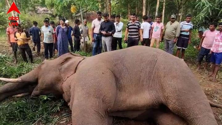 অভিযোগ, বাগানের ফসল ও ফল বাঁচাতে চারধারে বিদ্যুতের তার বিছিয়ে রাখা হয়েছিল। অসাবধানতাবশত সেই হাই-ভোল্টেজ তারের সংস্পর্শে চলে আসায় বিদ্যুৎস্পৃষ্ট হয়ে ছটফট করতে করতে ঘটনাস্থলেই হাতিটির মৃত্যু হয়।