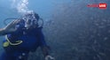 Top Best Scuba Diving Destinations in India: स्कूबा डाइविंग के लिए बेस्ट हैं ये Indian place, कम खर्च में आ जाएगा थाईलैंड का मजा