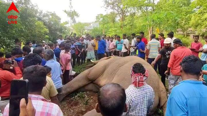 ঘটনার খবর পেয়েই দ্রুত ছুটে আসেন লোধাশুলি রেঞ্জের আধিকারিক সহ বন দপ্তরের উচ্চপদস্থ কর্তারা। ঘটনাস্থলে পৌঁছান ঝাড়গ্রামের ডিএফও উমর ইমাম এবং রেঞ্জার প্রসূন মুখার্জী।