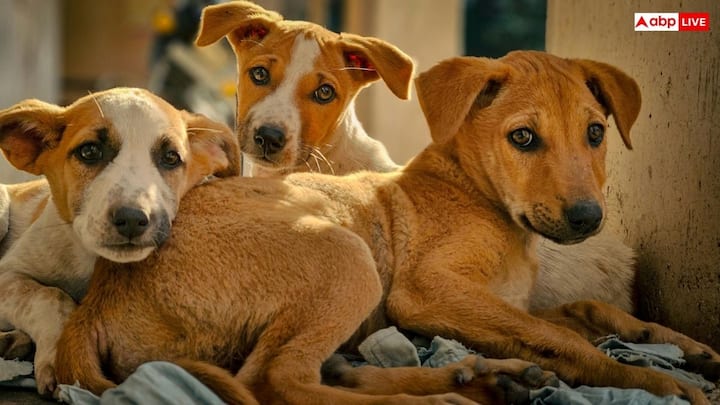 इस नियम के तहत आवारा कुत्तों को खाना खिलाने की अनुमति सिर्फ उन आधिकारिक तौर पर फीडिंग जोन में है जिन्हें स्थानीय अधिकारियों या फिर रेजिडेंट वेलफेयर एसोसिएशन ने पहचाना हो. सार्वजनिक सड़क, फुटपाथ या फिर आम रास्तों पर कुत्तों को खाना खिलाना मना है.