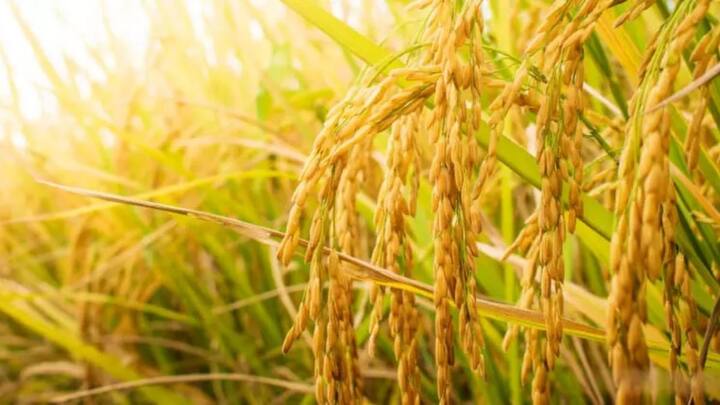रोपाई के लगभग 110 से 120 दिनों में यह फसल पूरी तरह पककर कटाई के लिए तैयार हो जाती है. जब बालियां सुनहरी दिखने लगें तब इसकी कटाई करके दानों को अलग कर लिया जाता है. अपनी लाजवाब खुशबू और स्वाद के कारण मिनी मोगरा चावल बाजार में बहुत ऊंचे दामों पर आसानी से बिक जाता है.