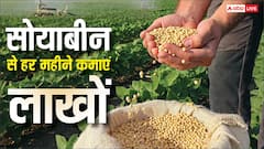 सोयाबीन से होगी दोगुनी कमाई! घर में लगा लें ये छोटा-सा सेटअप, हर महीने छापें लाखों रुपये