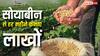सोयाबीन से होगी दोगुनी कमाई! घर में लगा लें ये छोटा-सा सेटअप, हर महीने छापें लाखों रुपये