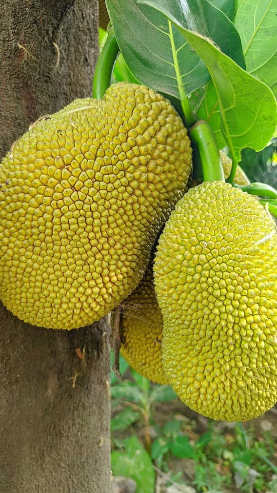 इस सब्जी को कहते हैं गरीबों का नॉनवेज