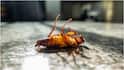 Cockroaches : బొద్దింకలు(కాక్రోచ్) ఆరోగ్యానికి ప్రమాదమా? వీటి వల్ల వ్యాధులు ఎలా వ్యాపిస్తాయంటే..
