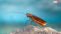 Cockroach Survival: डायनासोर मर गए, लेकिन आज भी जिंदा हैं कॉकरोच! जानें कितना जिद्दी होता है यह जीव?