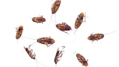 Cockroaches : బొద్దింకలు(కాక్రోచ్) ఆరోగ్యానికి ప్రమాదమా? వీటి వల్ల వ్యాధులు ఎలా వ్యాపిస్తాయంటే..