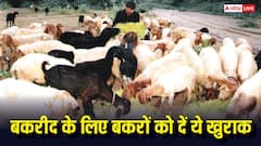 बकरीद के लिए अपने जानवर को खिलाएं ये खुराक, देखते-ही-देखते बिक जाएगा आपका जानवर