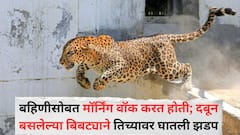 बहिणीसोबत मॉर्निंग वॉक करत होती; दबून बसलेल्या बिबट्याने तिच्यावर घातली झडप, दहा वर्षीय चिमुरडी जखमी, जुन्नरमध्ये पुन्हा दहशत