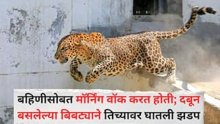 Pune Leopard Attack: बहिणीसोबत मॉर्निंग वॉक करत होती; दबून बसलेल्या बिबट्याने तिच्यावर घातली झडप, दहा वर्षीय चिमुरडी जखमी, जुन्नरमध्ये पुन्हा दहशत