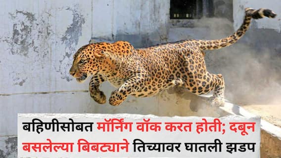 Pune Leopard Attack: बहिणीसोबत मॉर्निंग वॉक करत होती; दबून बसलेल्या बिबट्याने तिच्यावर घातली झडप, दहा वर्षीय चिमुरडी जखमी, जुन्नरमध्ये पुन्हा दहशत Pune Leopard Attack: बहिणीसोबत मॉर्निंग वॉक करत होती; दबून बसलेल्या बिबट्याने तिच्यावर घातली झडप, दहा वर्षीय चिमुरडी जखमी, जुन्नरमध्ये पुन्हा दहशत